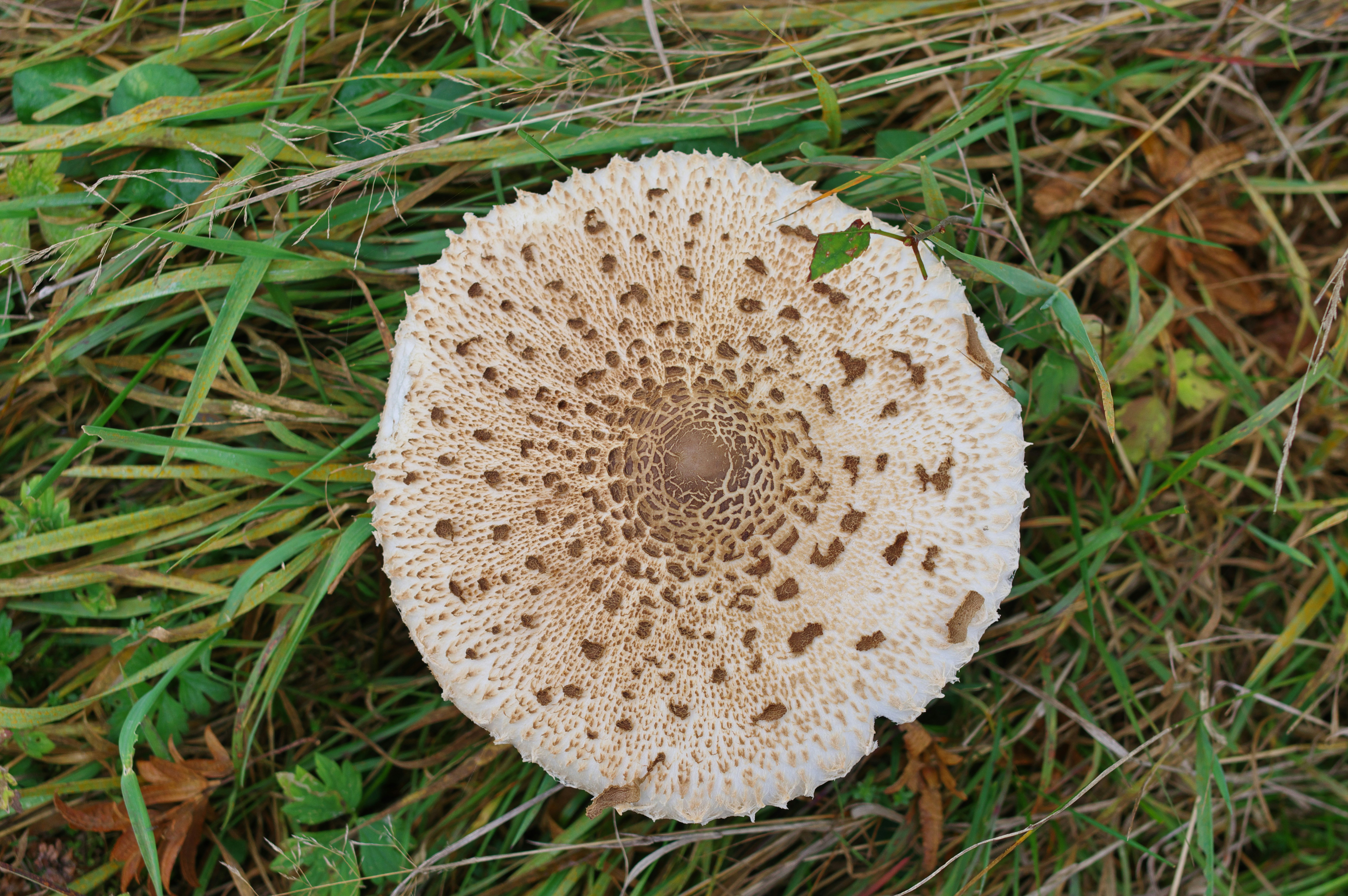 Parasol Mushroom