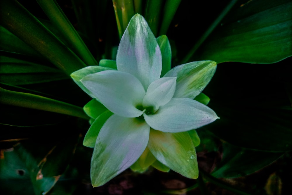 a white flower with green leaves in the background