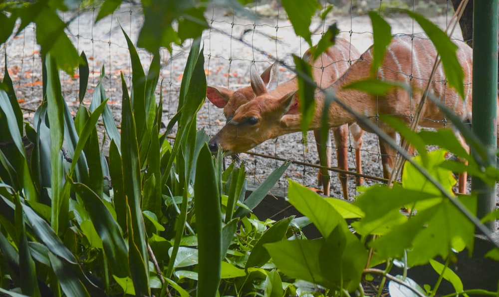 a baby deer is standing in a fenced in area