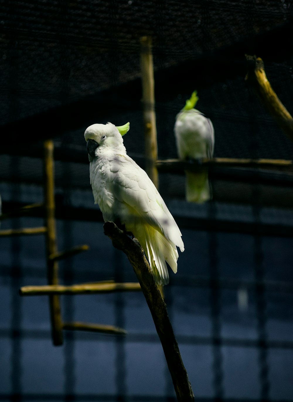 a white bird sitting on top of a tree branch