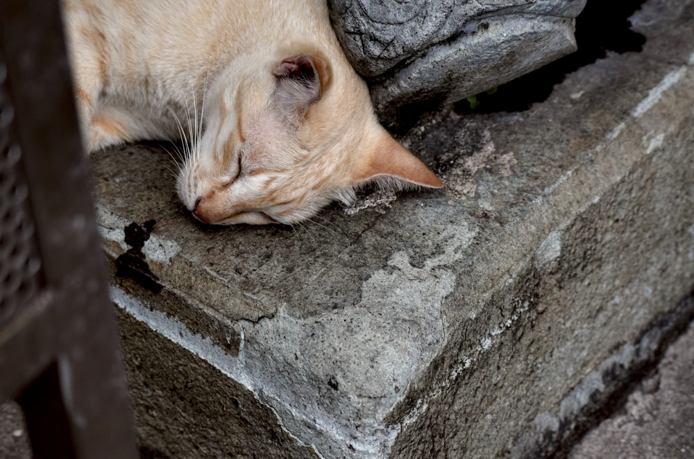 a cat sleeping on top of a cement block