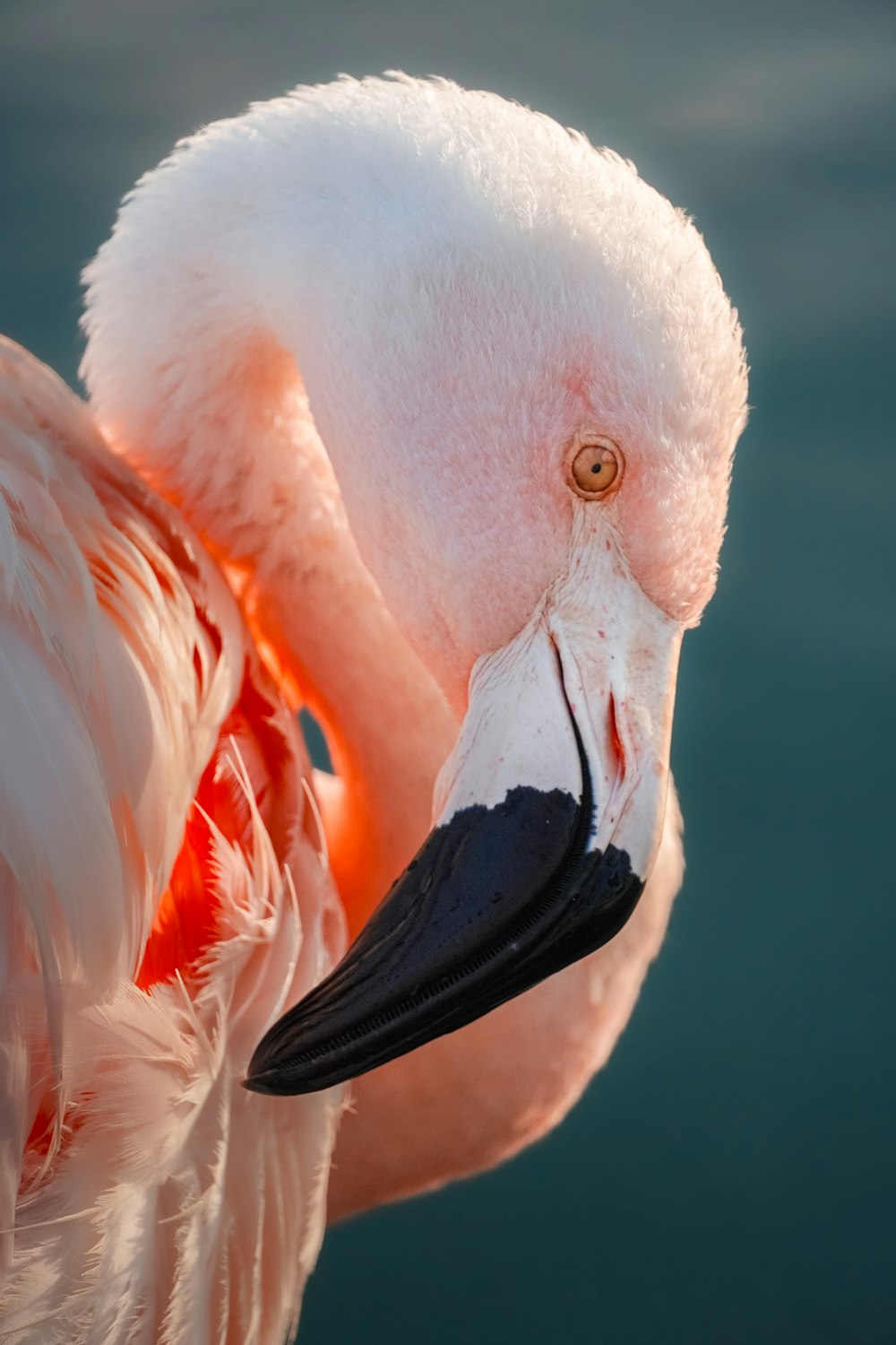 a close up of a pink flamingo with a black beak