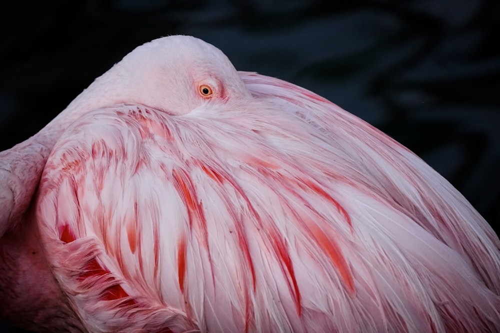 a close up of a pink flamingo with a black background