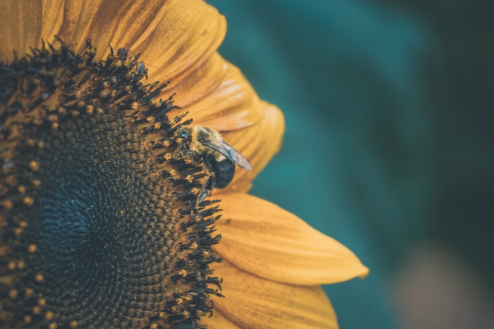 a close up of a sunflower with a bee on it