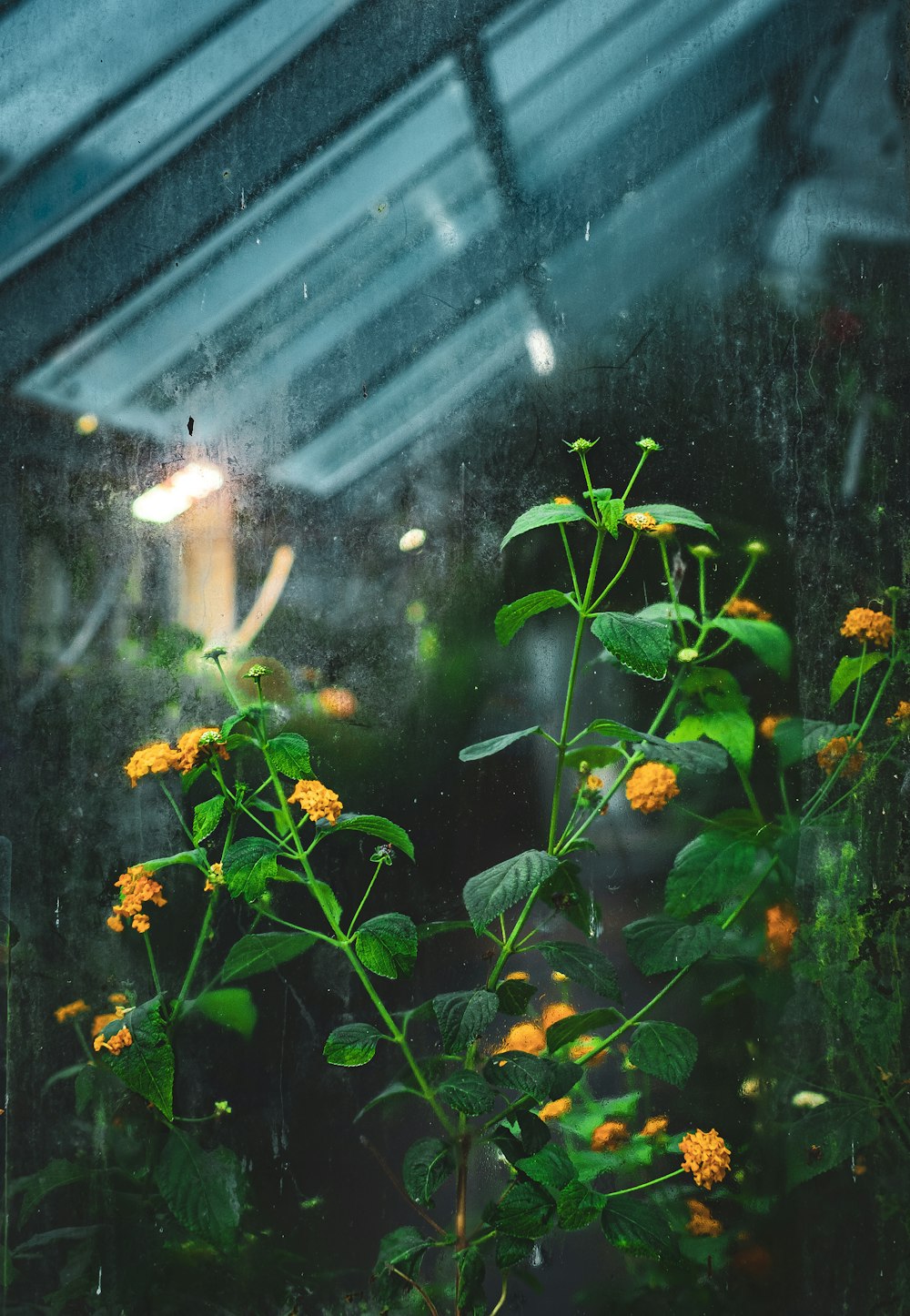 a close up of a plant with yellow flowers