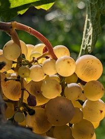 Close-up of ripe grape clusters hanging on the vine under soft natural light.