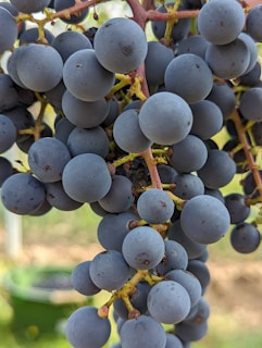 Close-up of ripe grapes hanging heavy on the vine, showcasing their deep, rich color