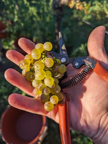 Close-up of skilled hands carefully performing winter pruning on grapevines in a sunlit Burgenland vineyard.