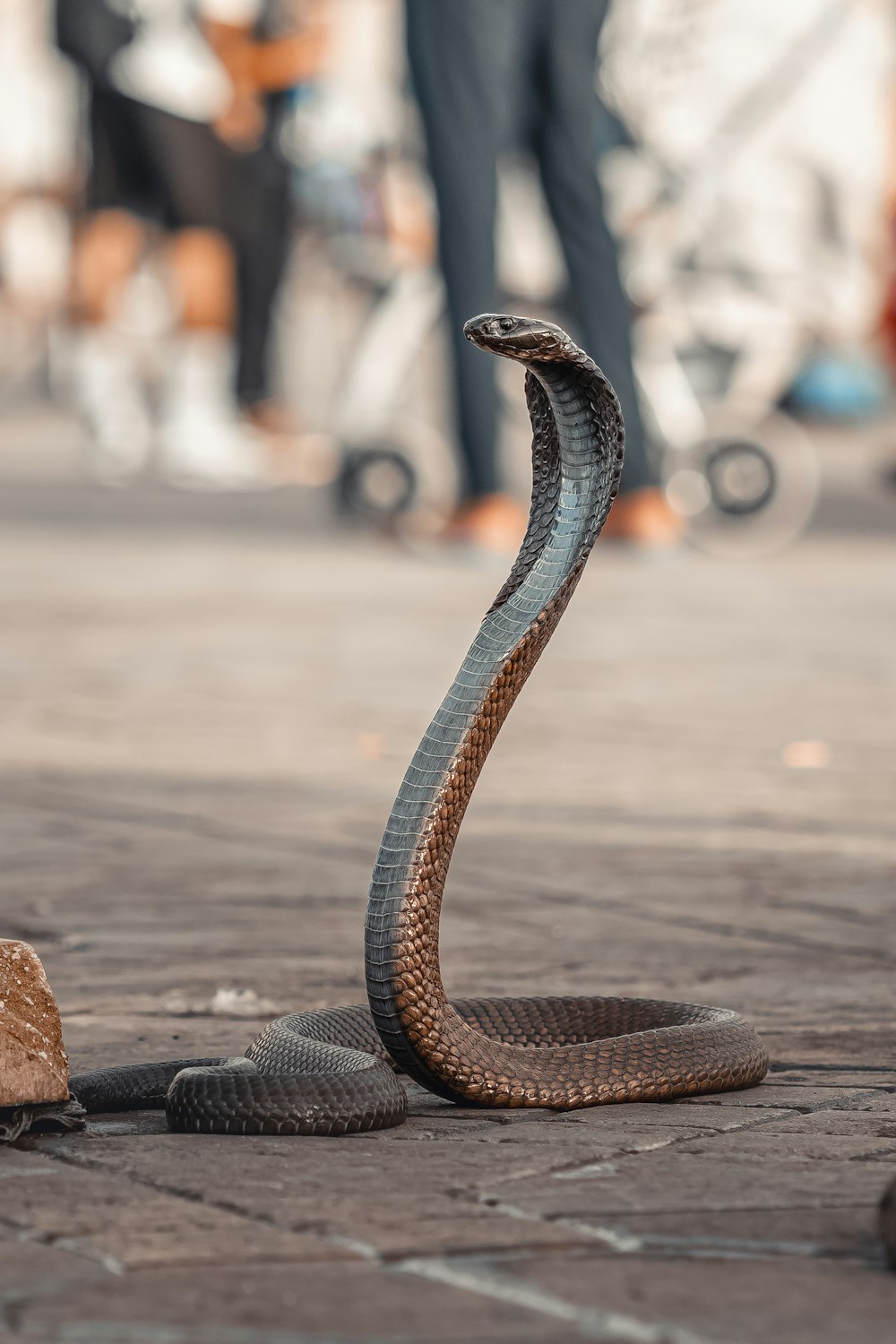 a snake on the ground with a person in the background