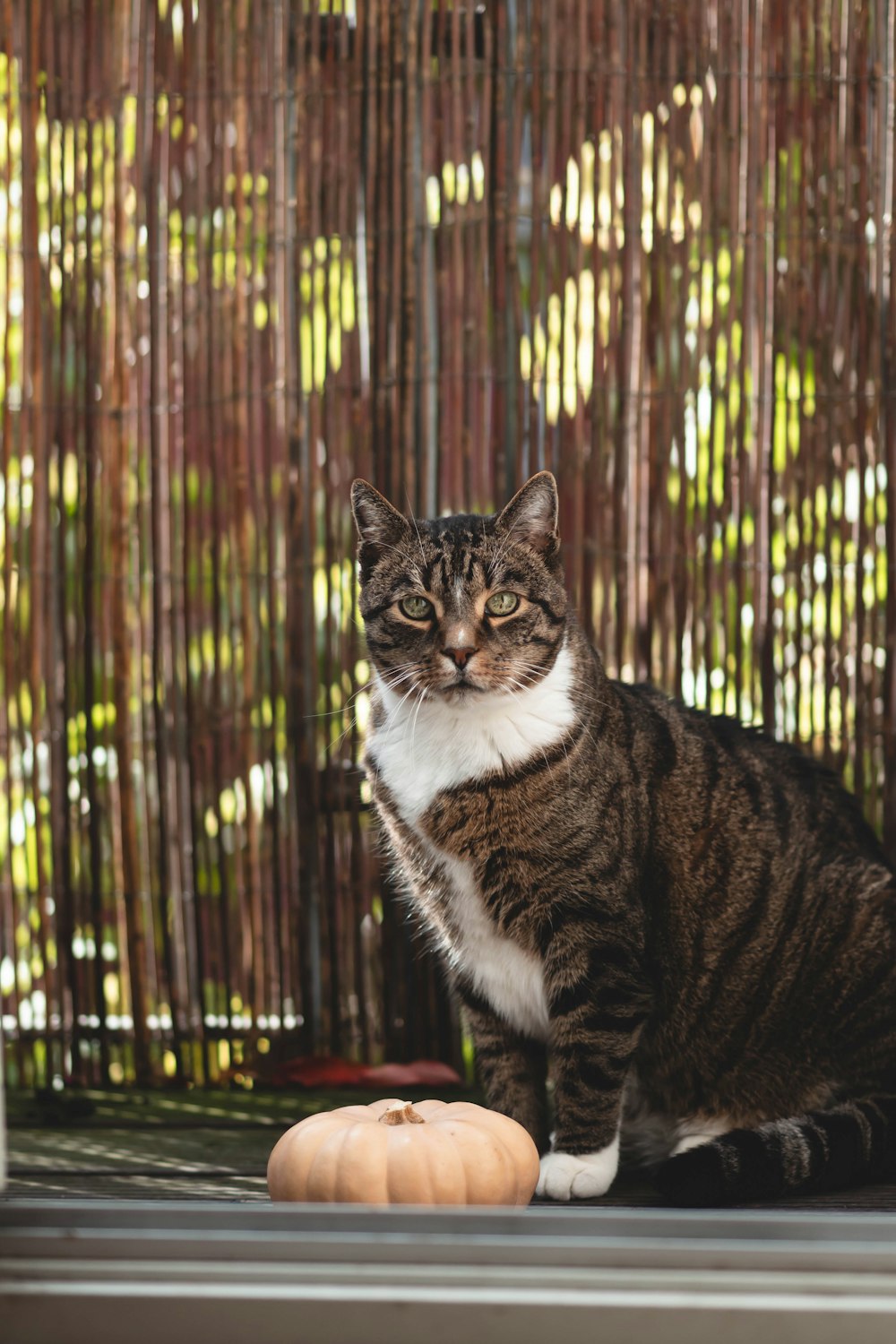 a cat sitting on a table next to a pumpkin