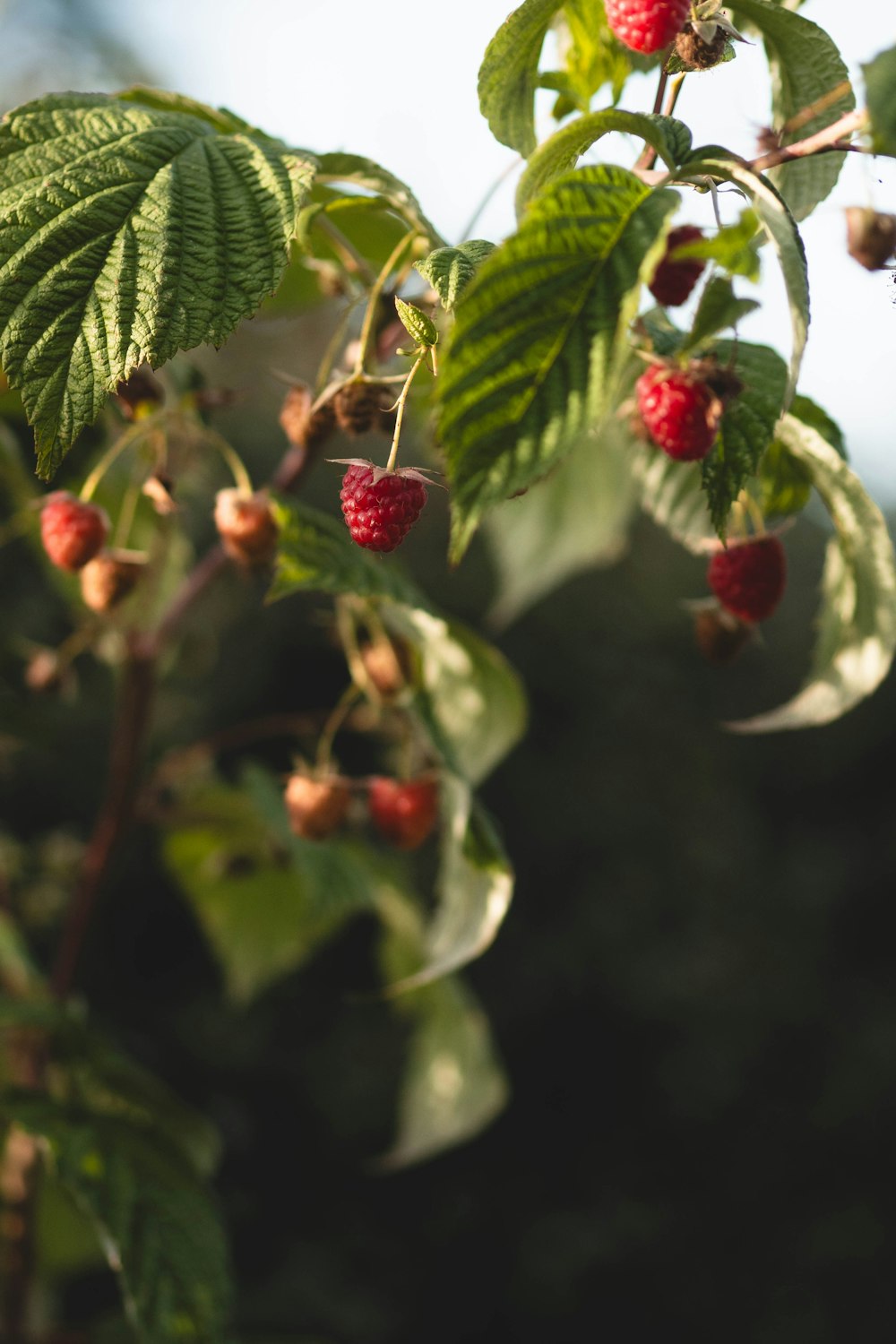 raspberries growing on a tree in the sun