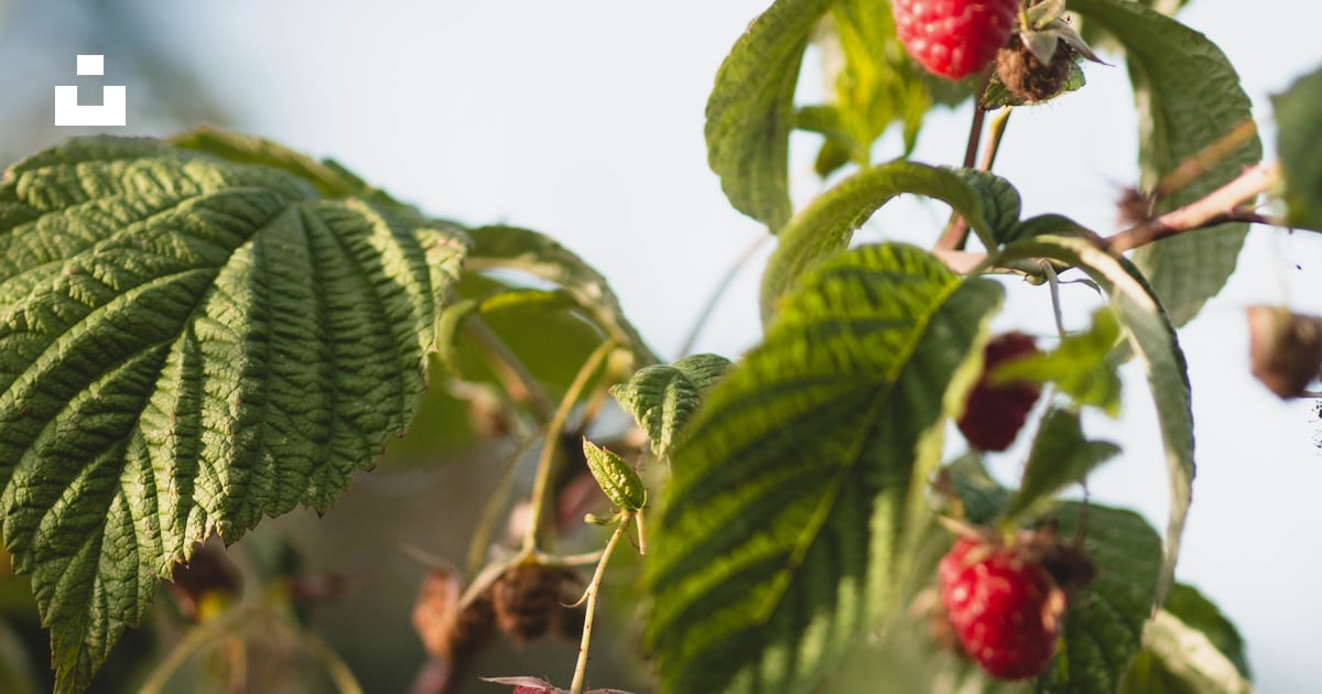 Raspberries growing on a tree in the sun photo – Free Strauch Image on ...
