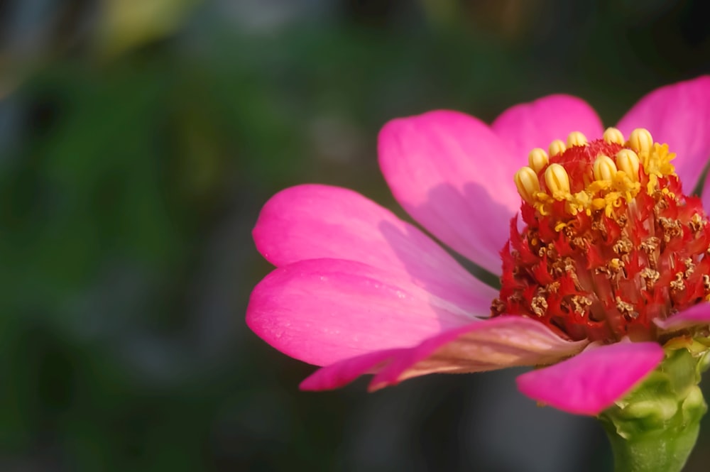 a close up of a pink flower with yellow stamen