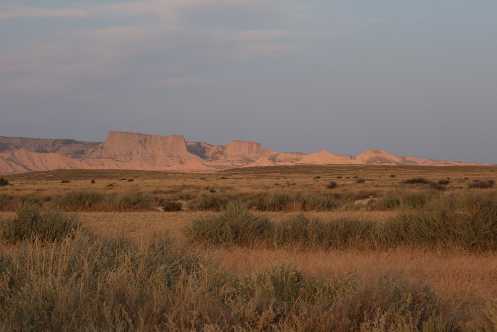 a field with a mountain in the background