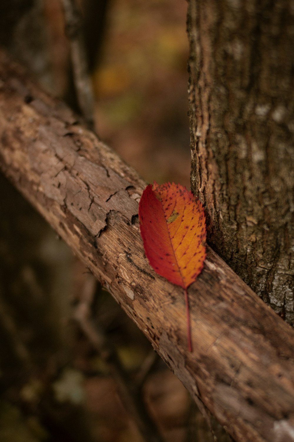 a leaf that is sitting on a tree branch