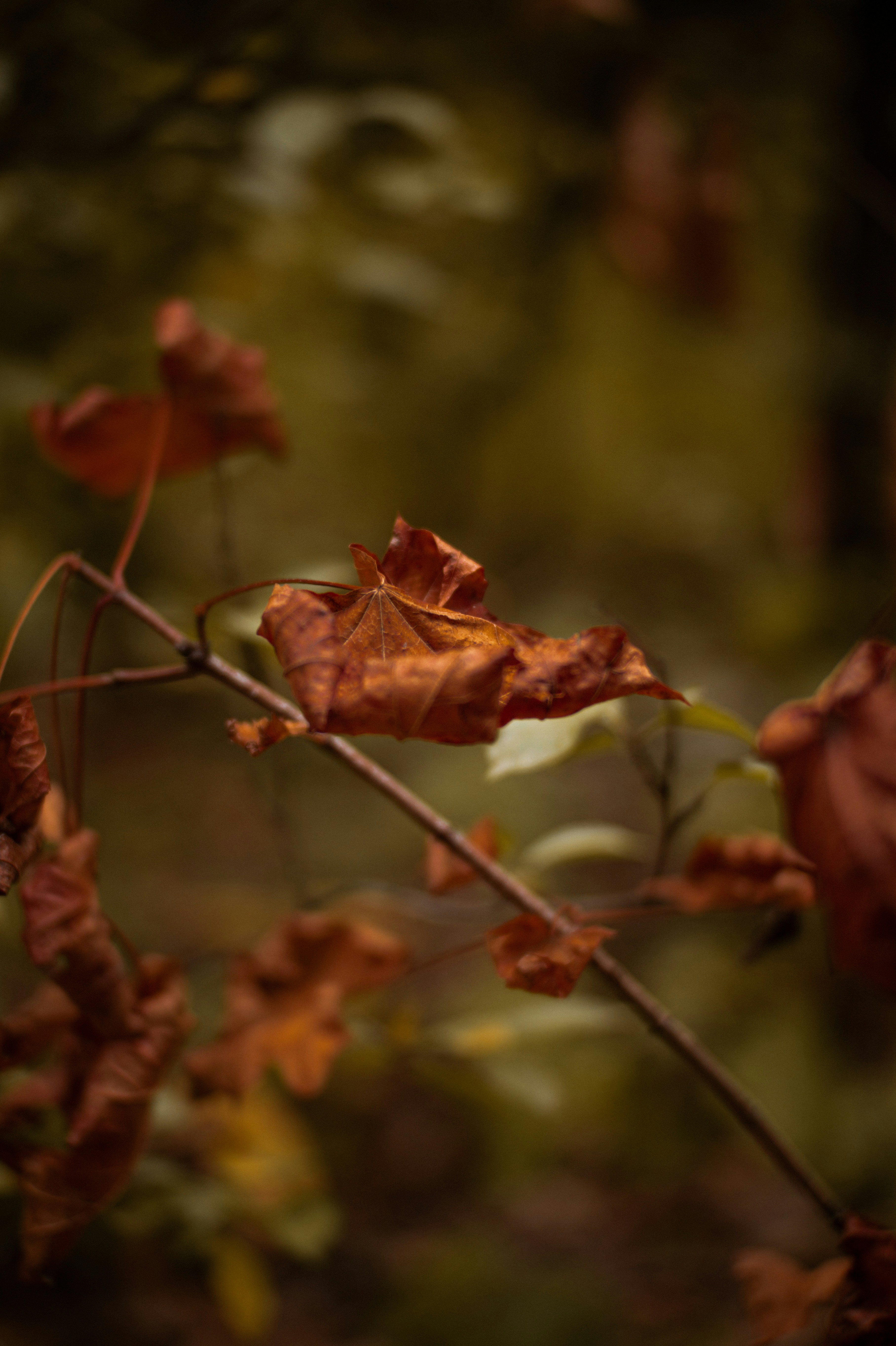 kids bedroom wallpaper, wallpaper, Bohemian Bed Frames for Kids: Style & Comfort 6