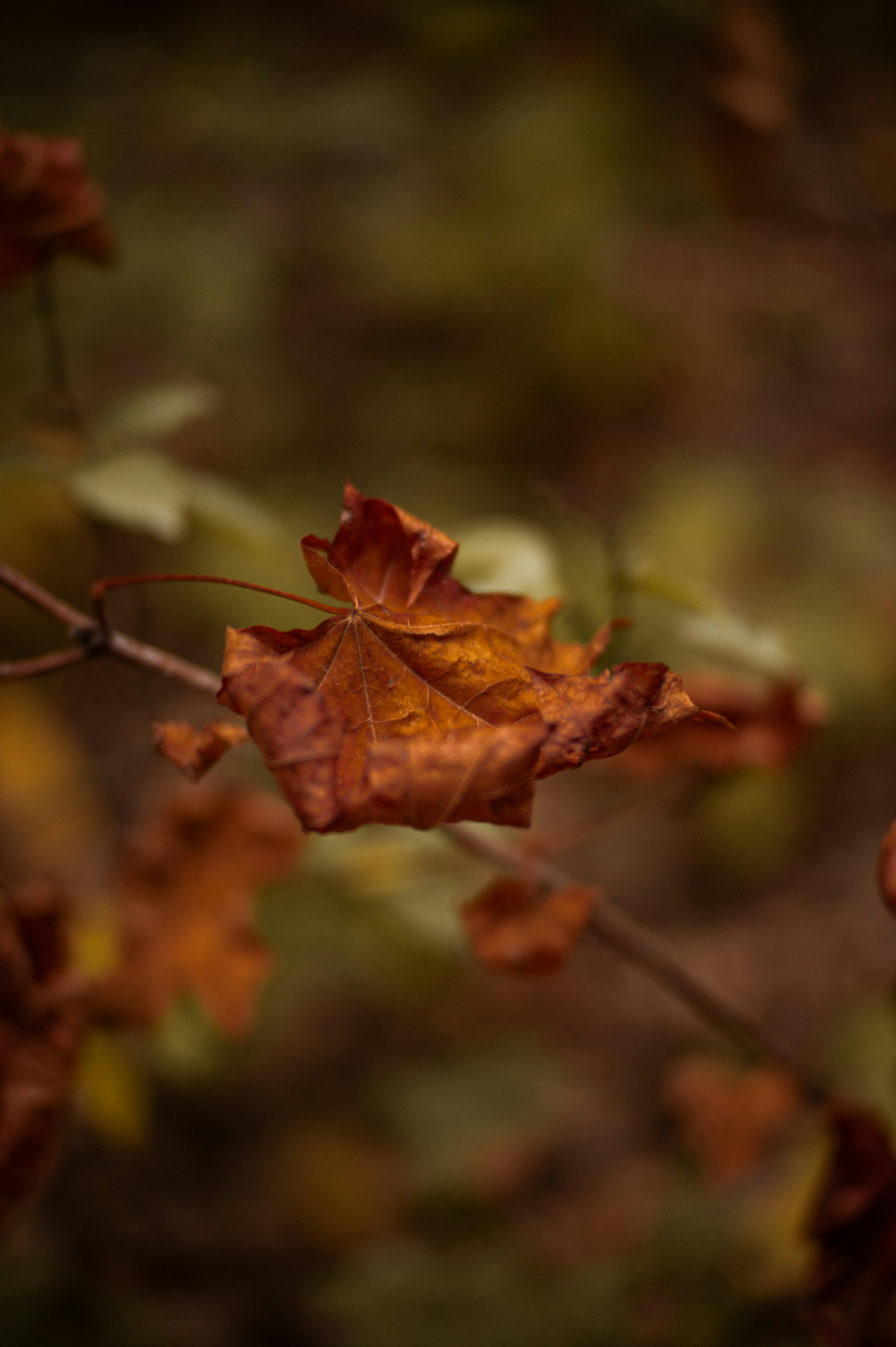 kids bedroom wallpaper, wallpaper, Kids Bedroom Ideas with Chandelier: Design & Inspiration 2