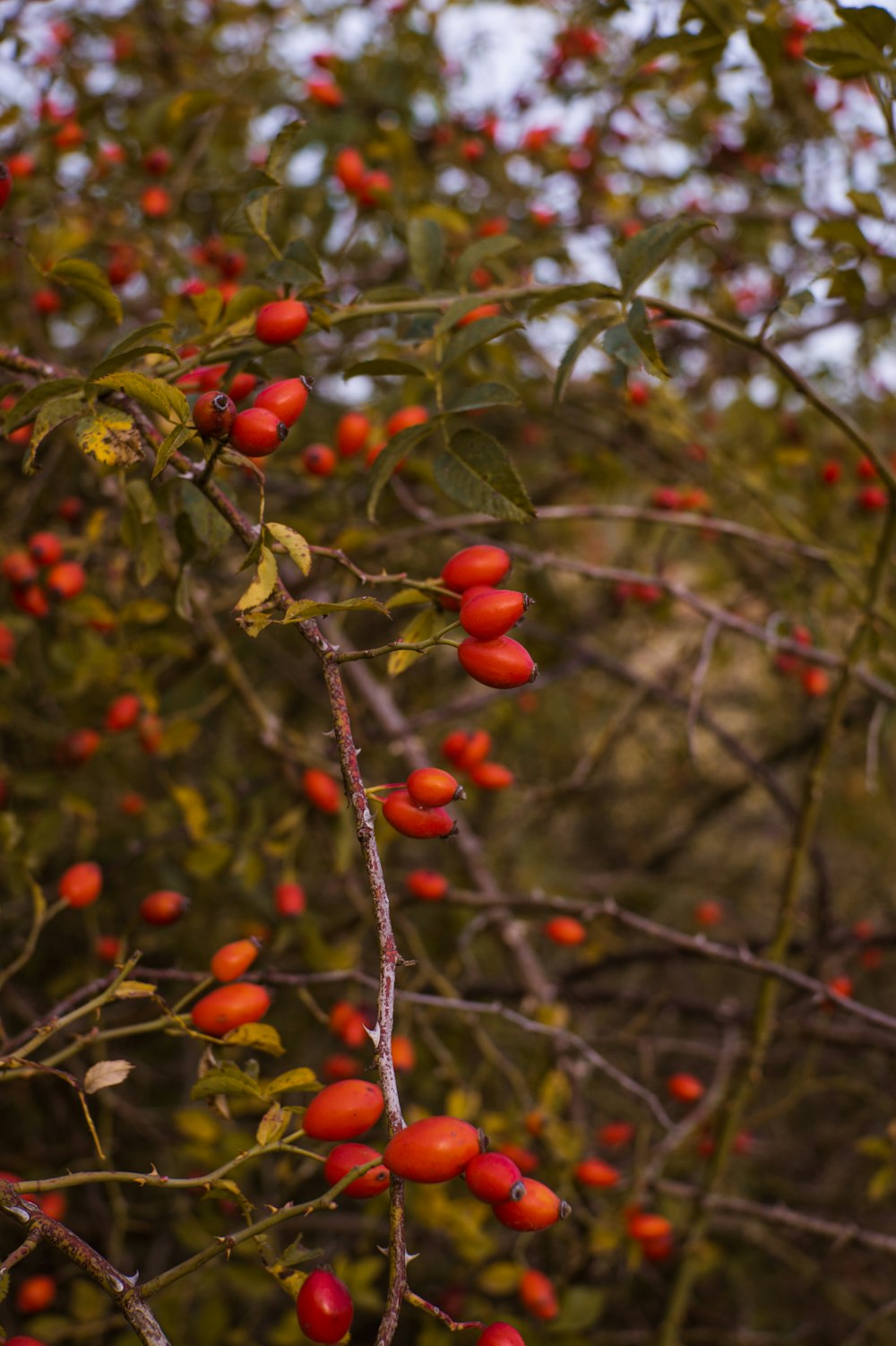 a bunch of red berries hanging from a tree