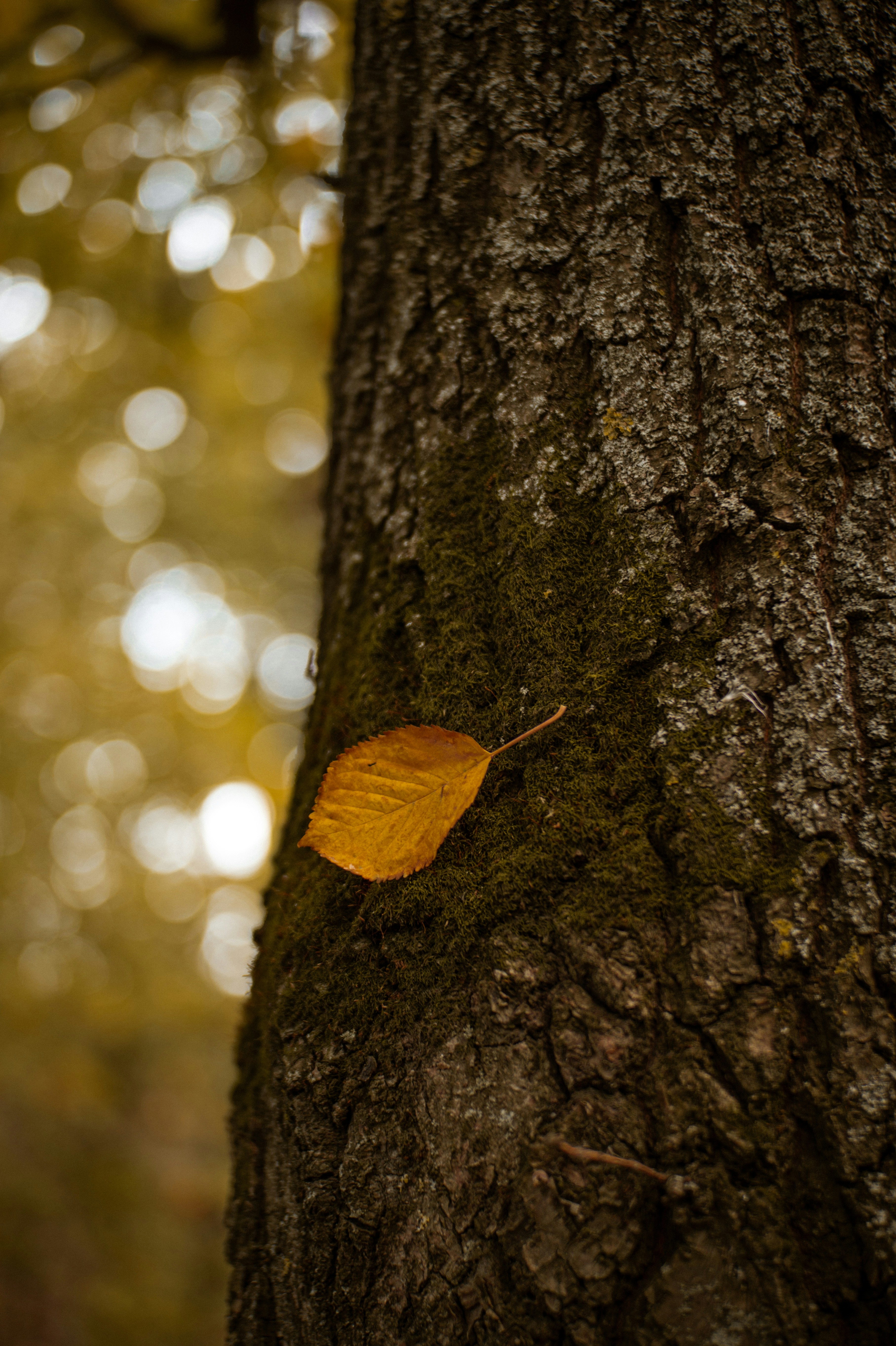 kids bedroom wallpaper, wallpaper, Minimalist Bar Stools for Kids Bedrooms 2