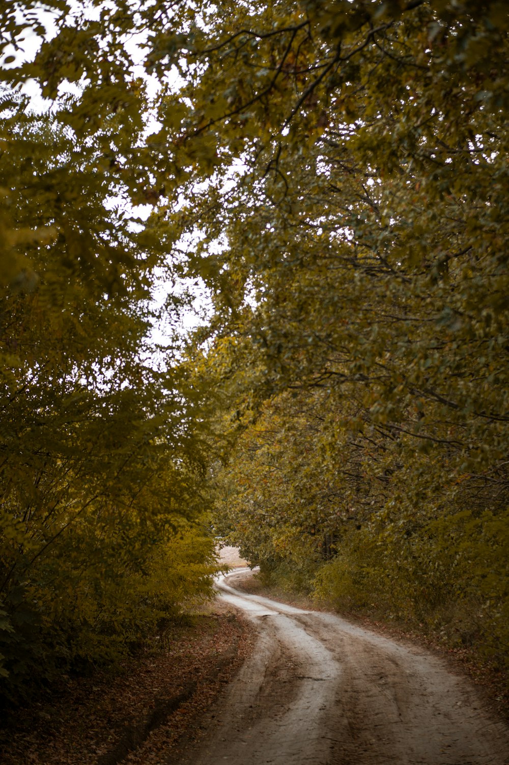 a dirt road surrounded by trees and leaves