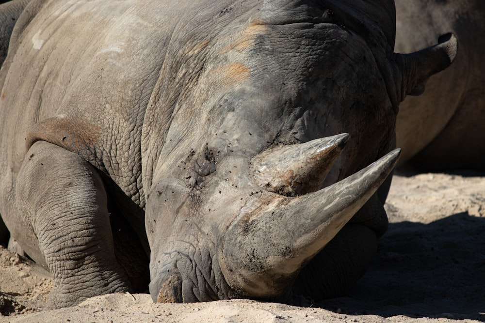 un primo piano di un rinoceronte sdraiato a terra