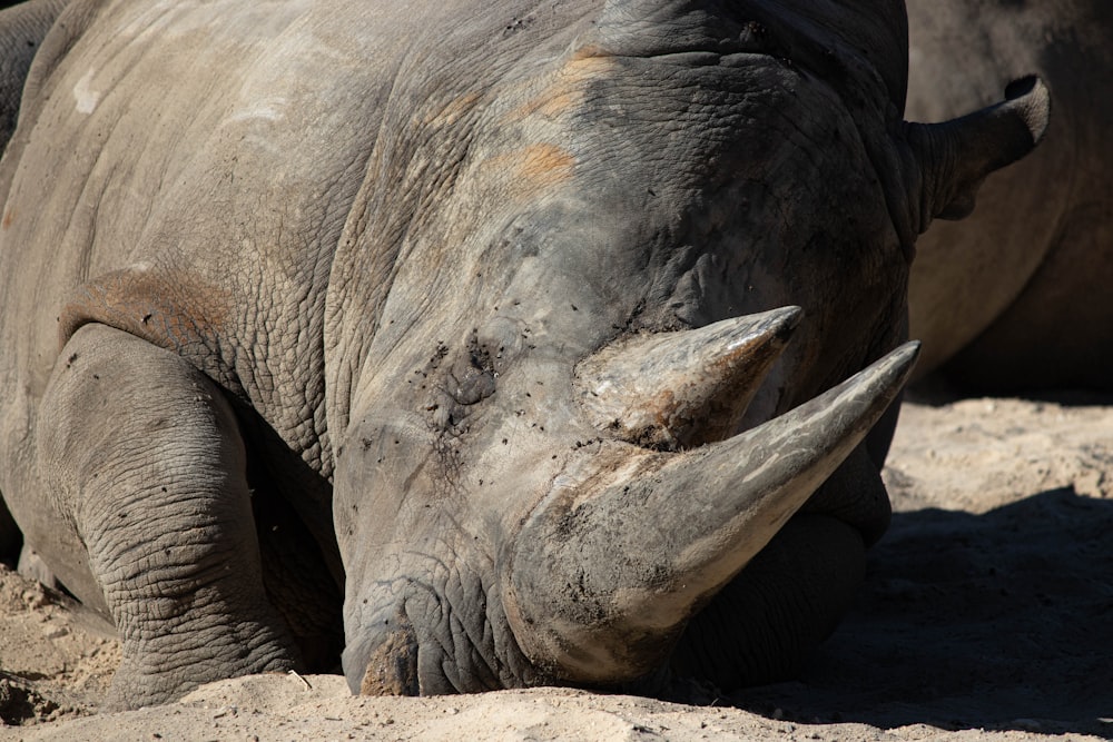 a close up of a rhino laying on the ground