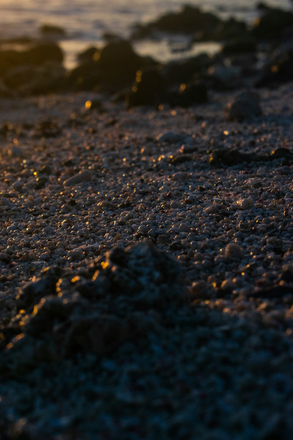 a close up of a bird on a beach near the ocean