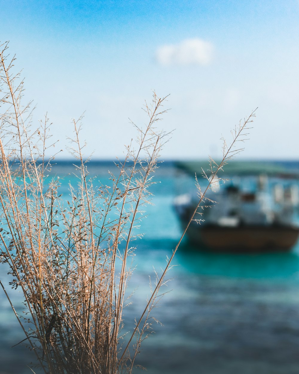 a boat is in the water near a plant