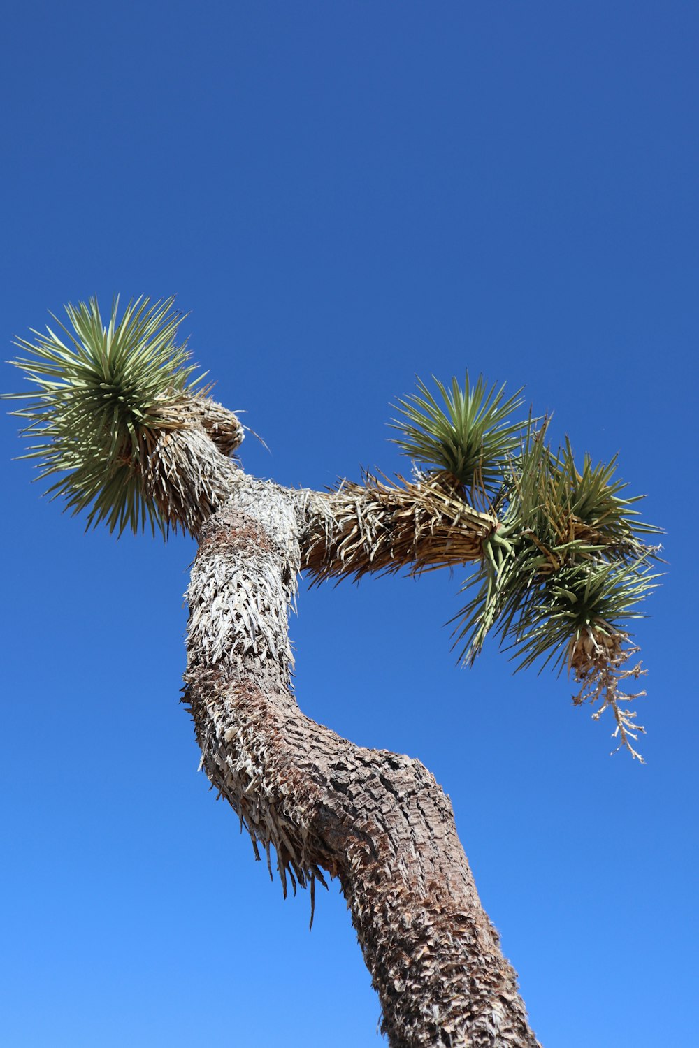 a palm tree with lots of green leaves