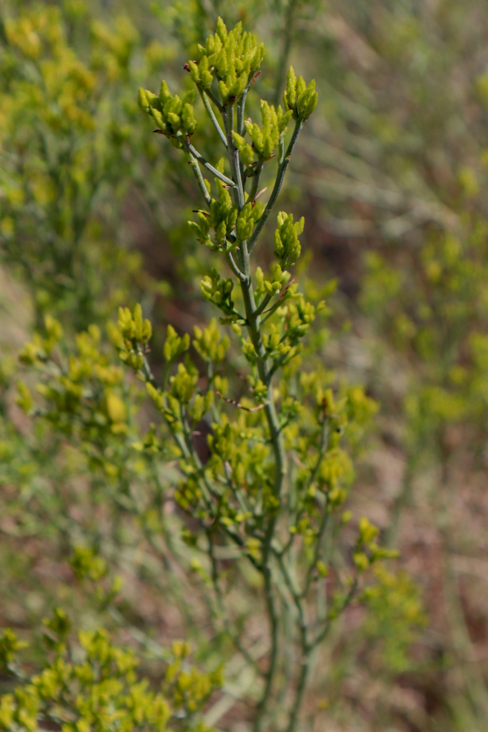 a close up of a plant in a field