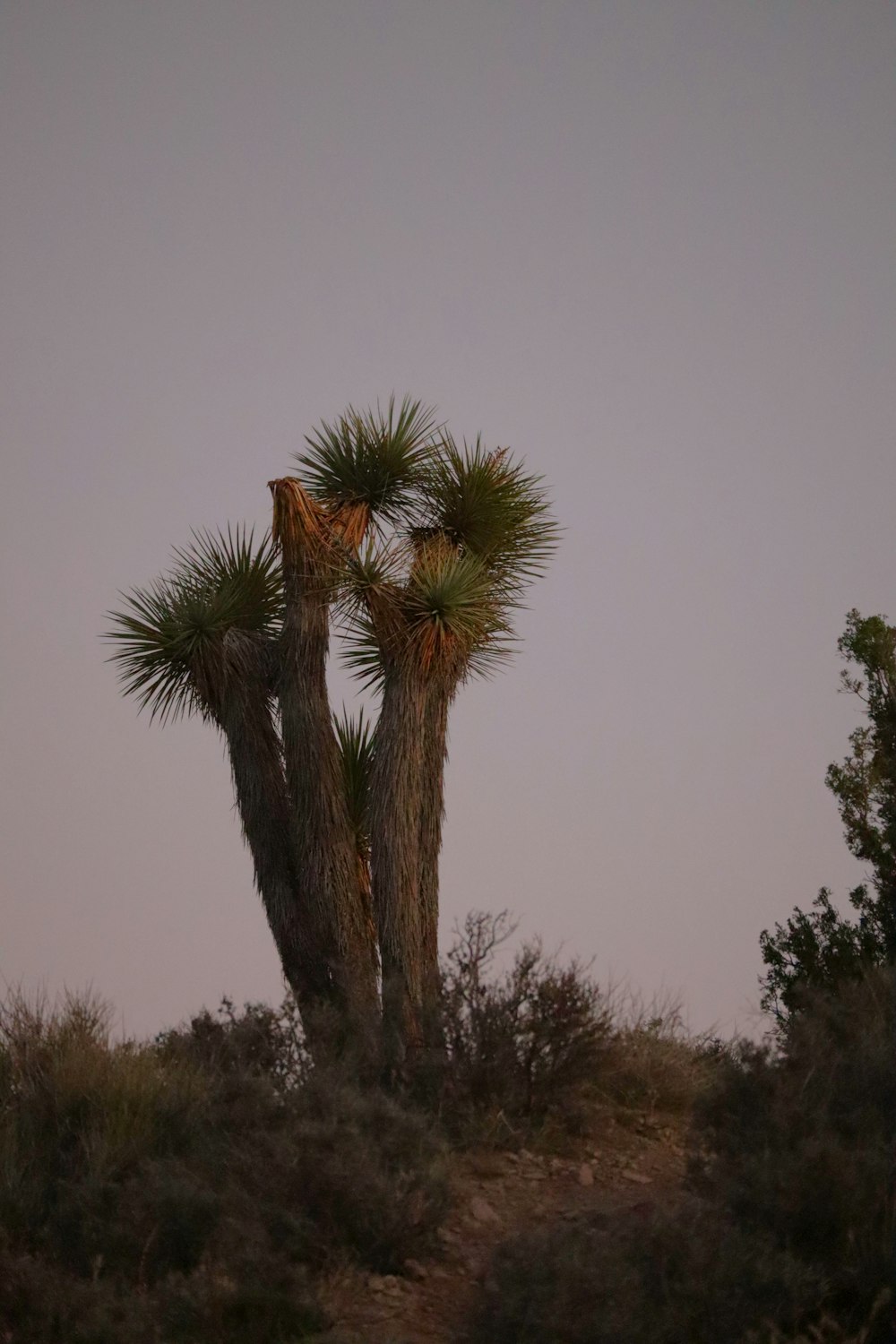 a couple of trees that are in the dirt