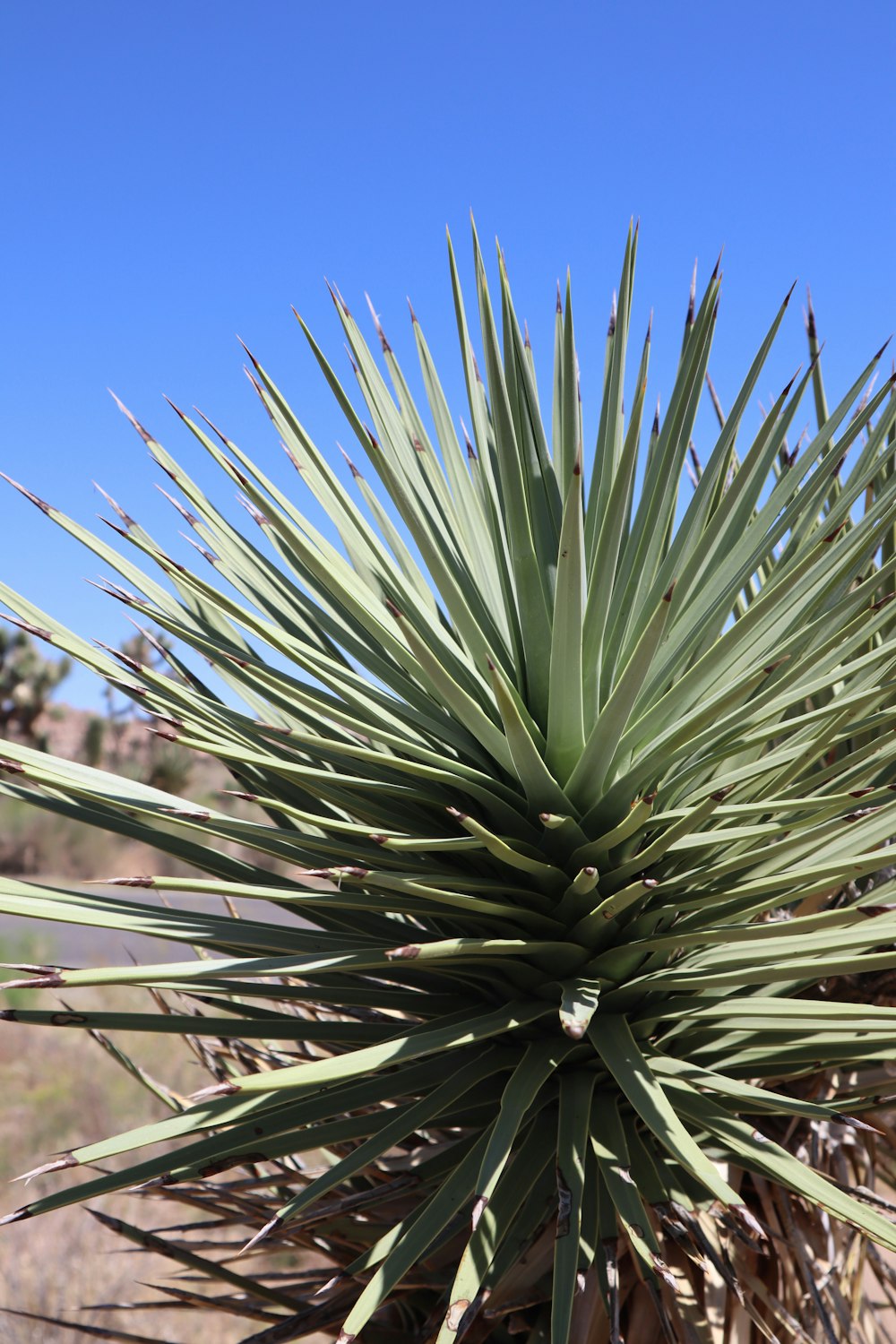 a large green plant sitting in the middle of a field