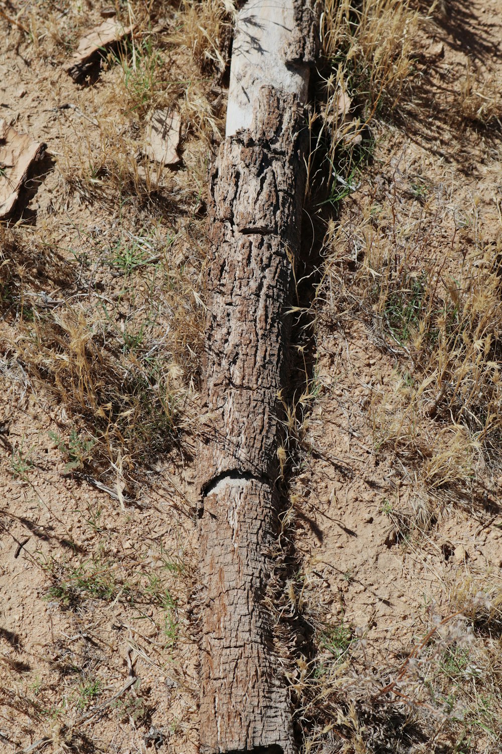 the trunk of a tree that has been cut down