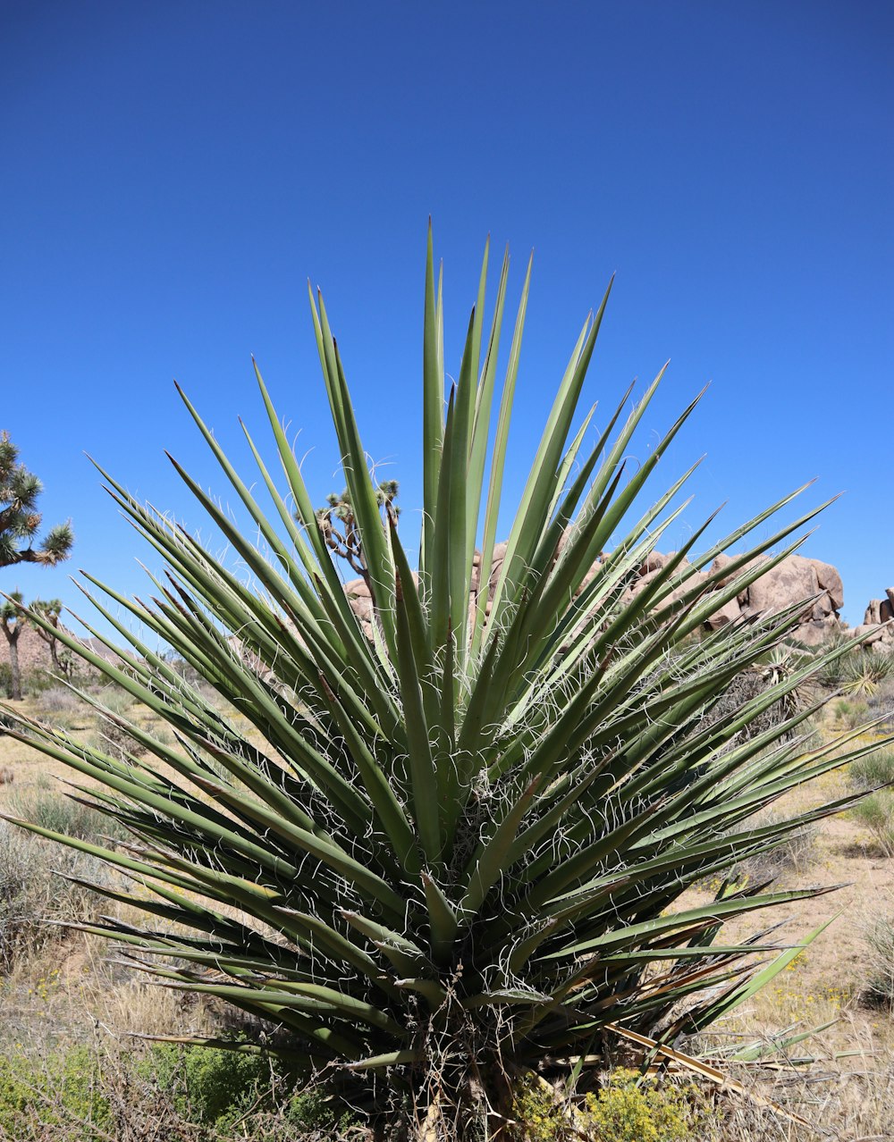 a large green plant sitting in the middle of a desert