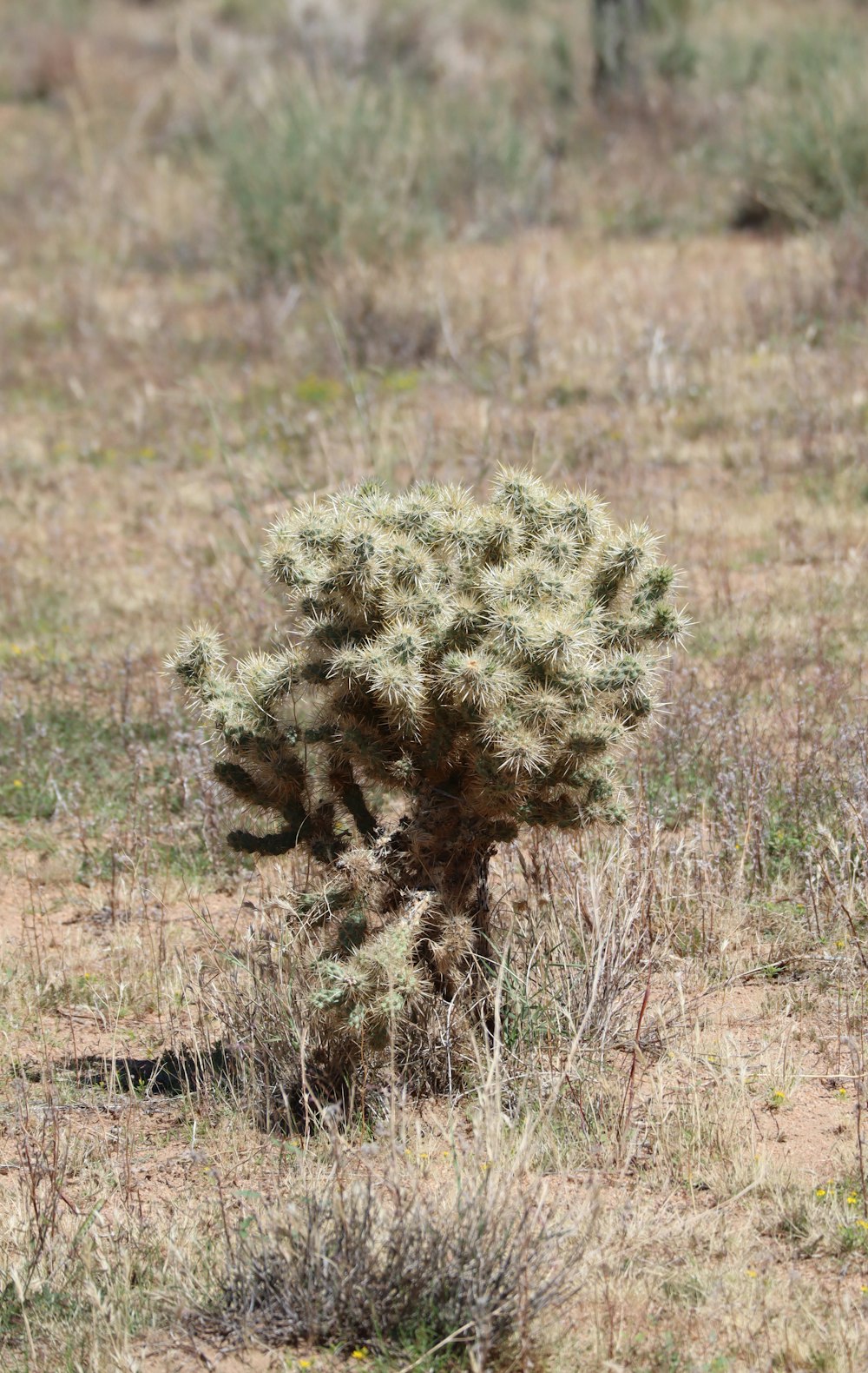 a cactus in the middle of a field