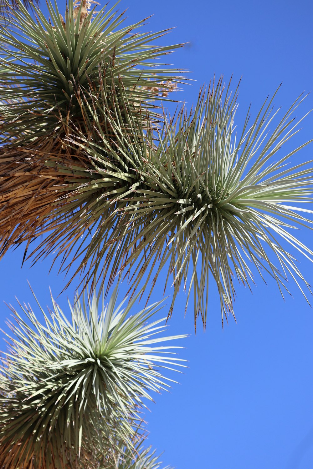 a close up of a plant with a blue sky in the background