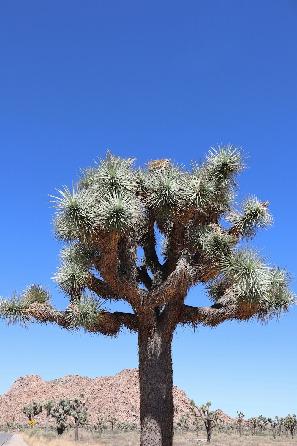 a large tree in the middle of a desert