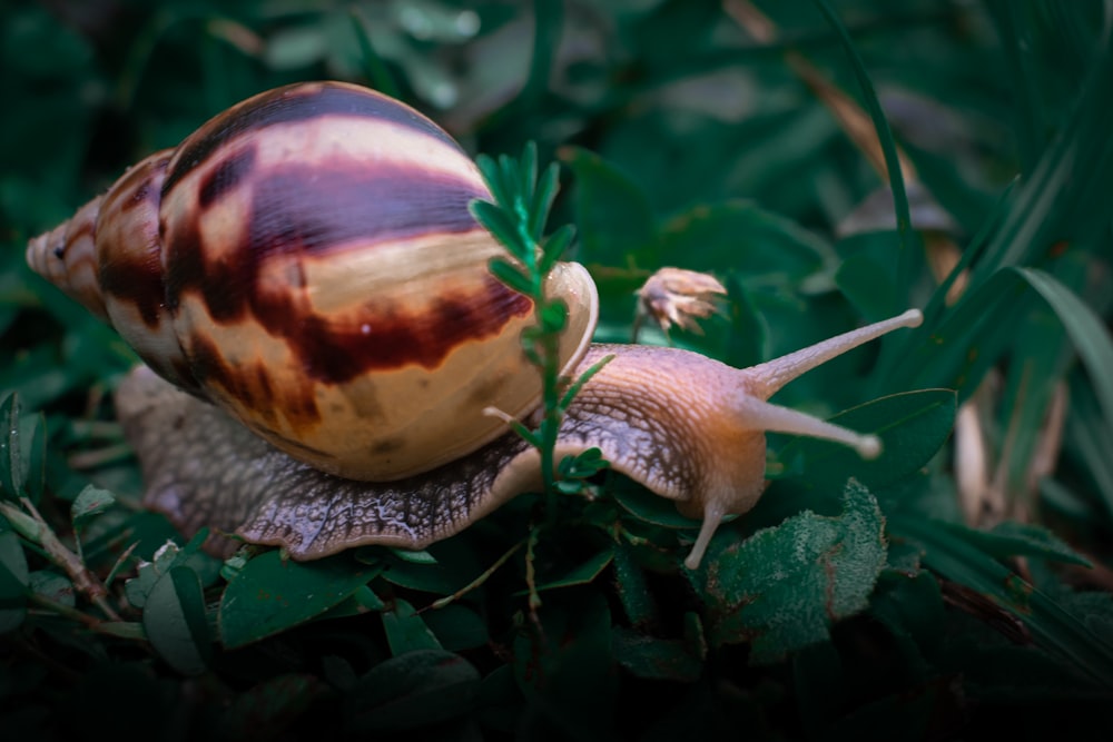 a close up of a snail on the ground