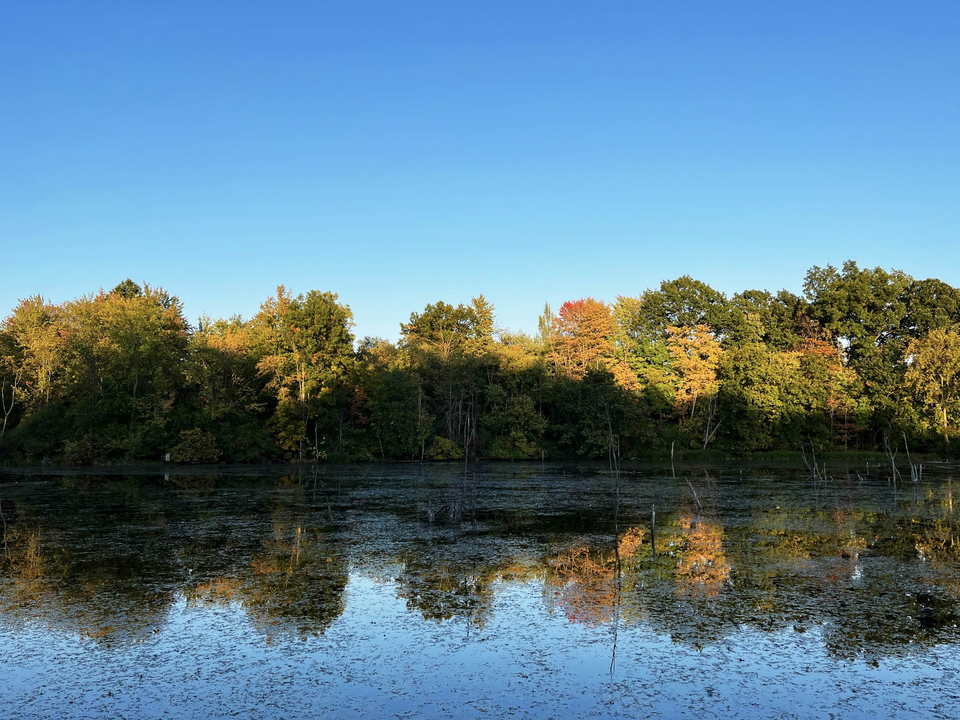 a body of water surrounded by lots of trees