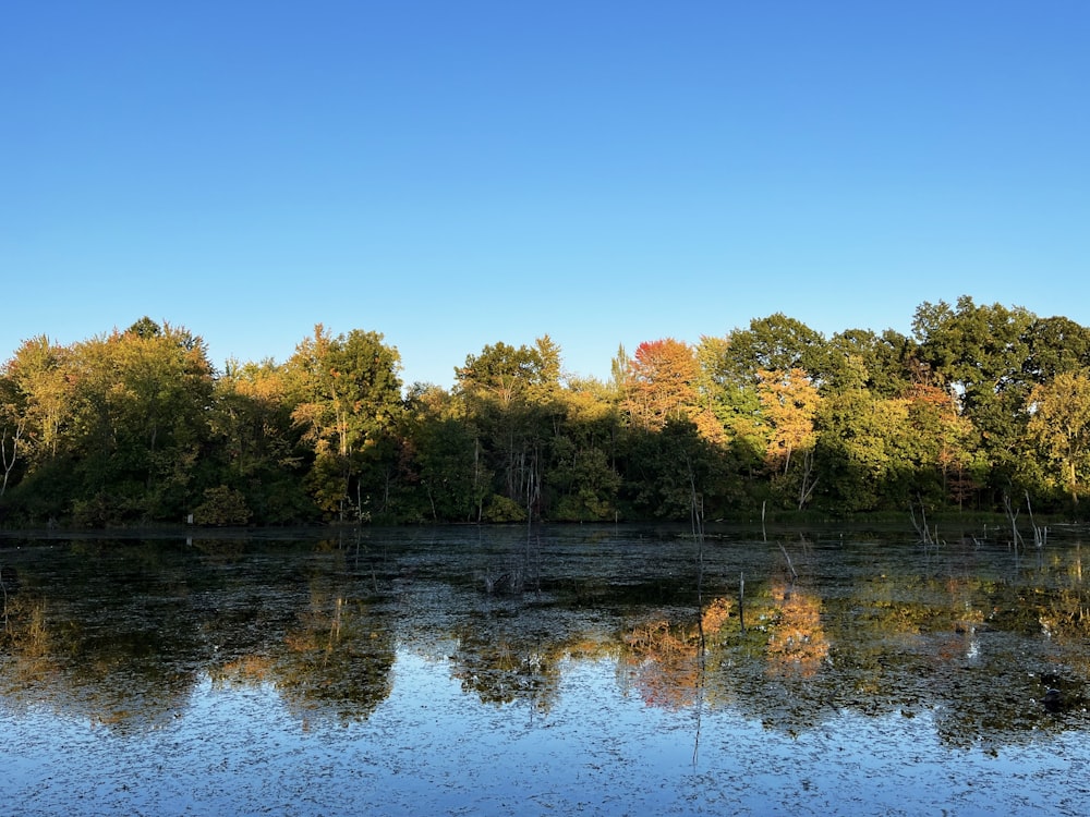 a body of water surrounded by lots of trees