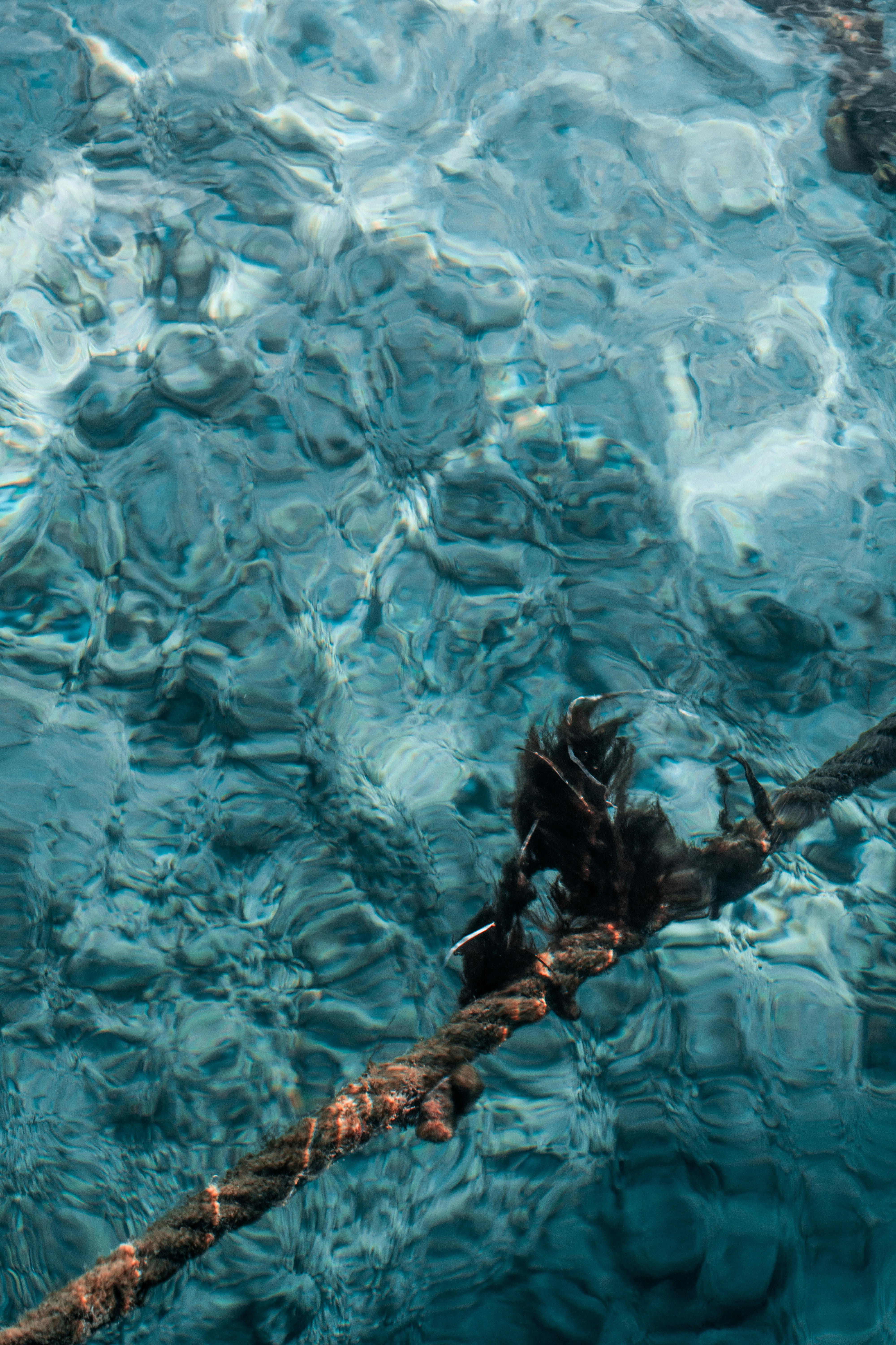 a group of birds swimming in a pool of water