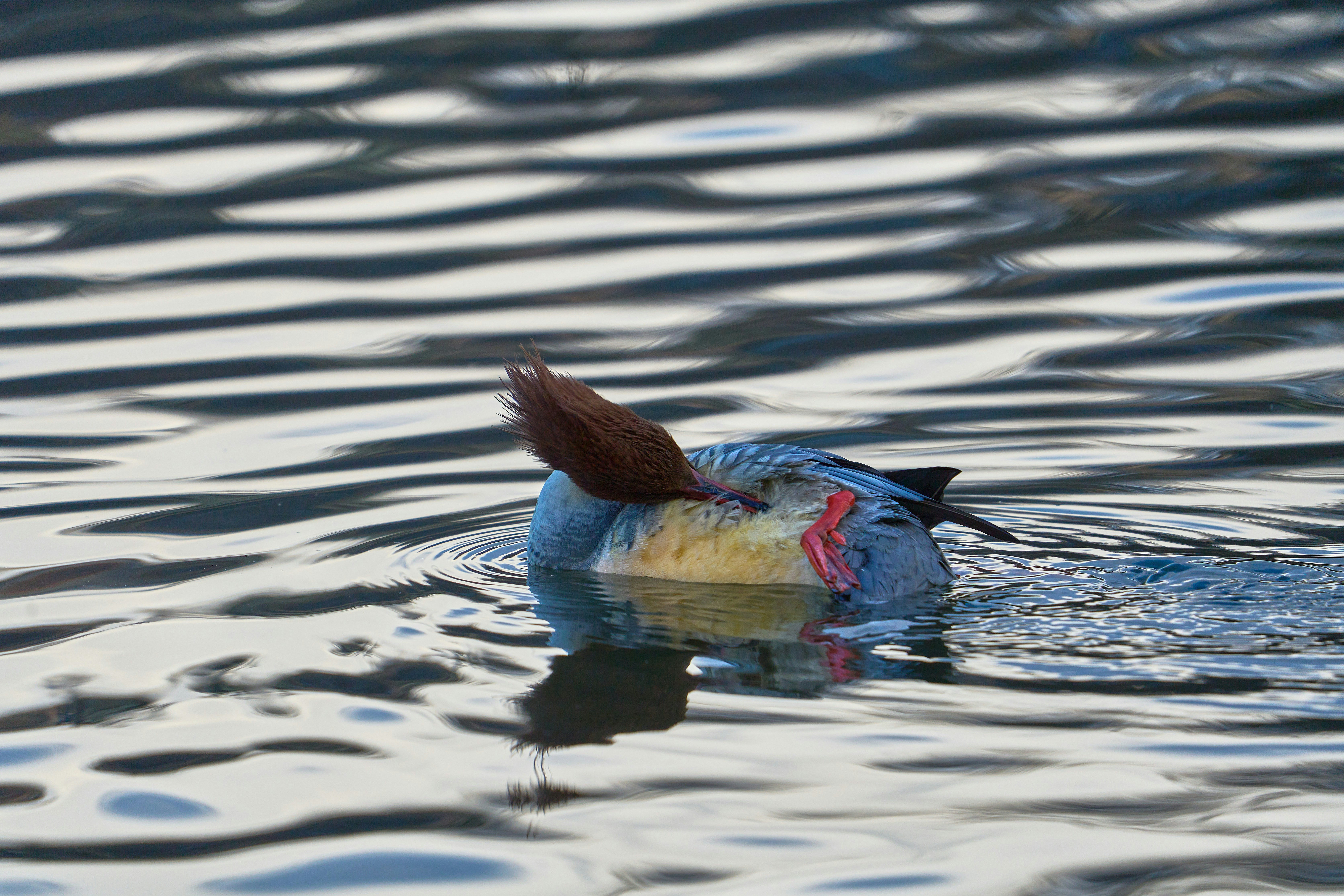 Photo by wolfgang_hasselmann