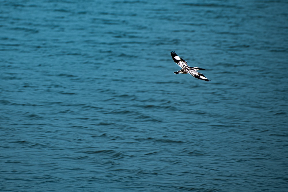 a bird flying over a body of water