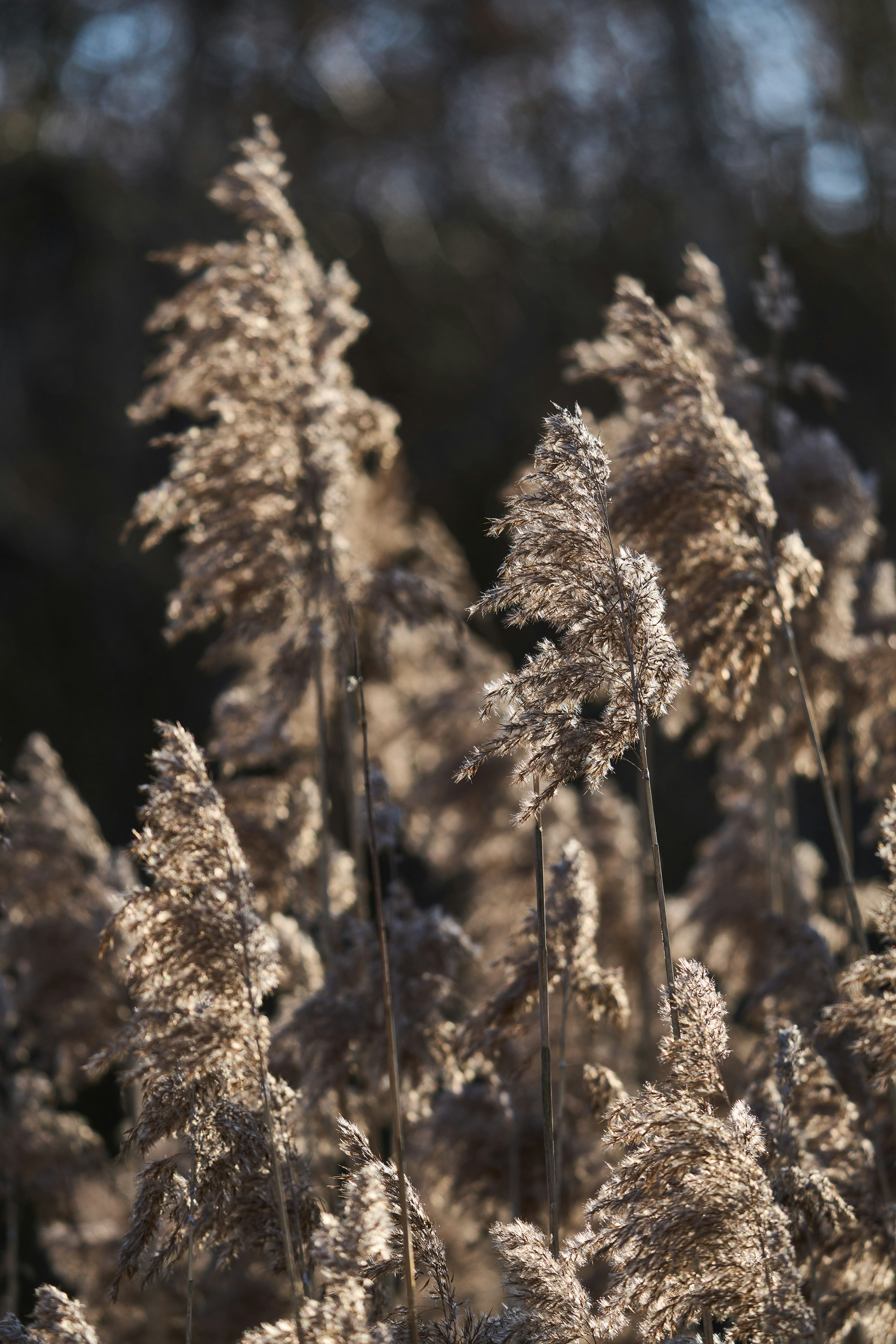 Photo by wolfgang_hasselmann