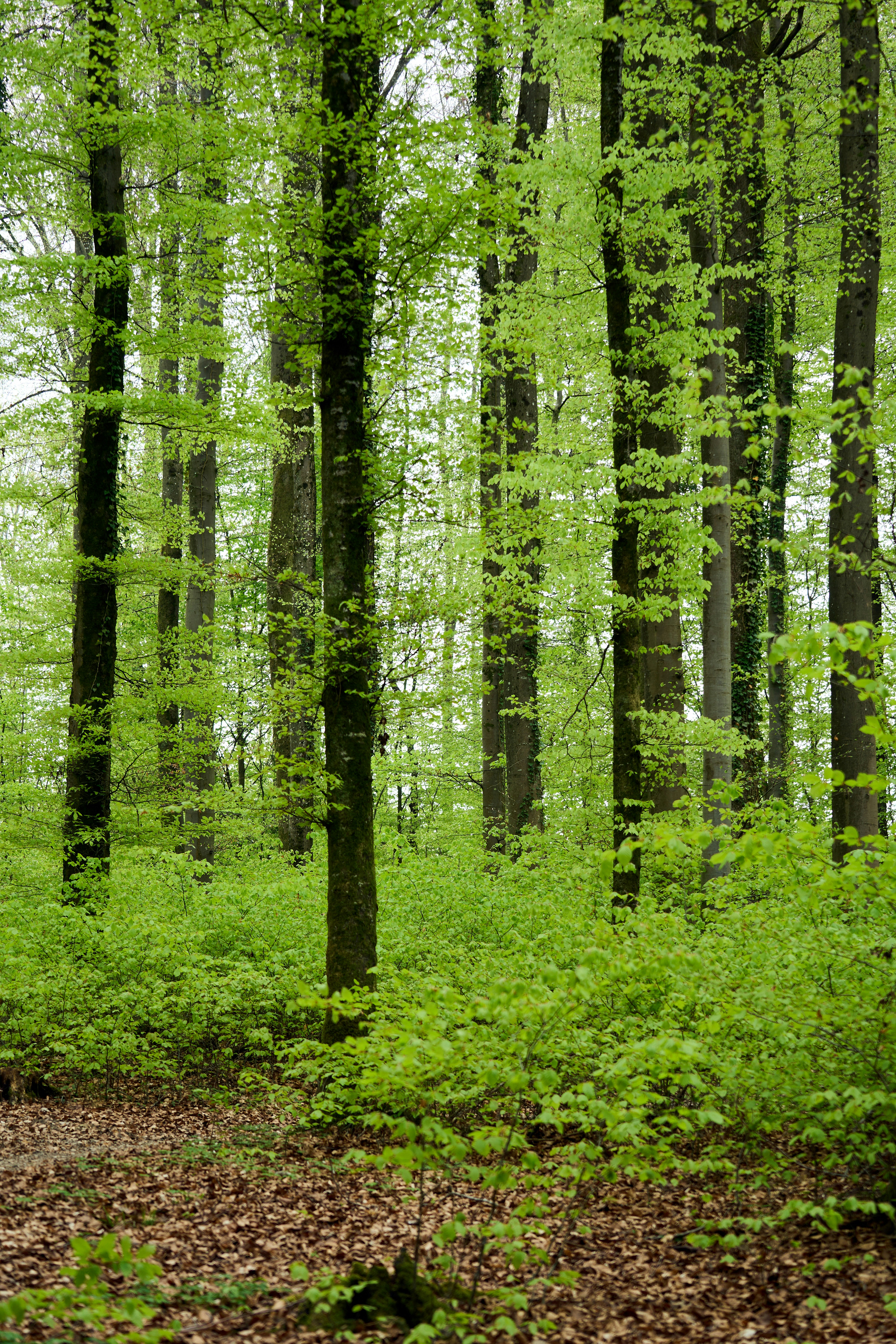 Photo by wolfgang_hasselmann