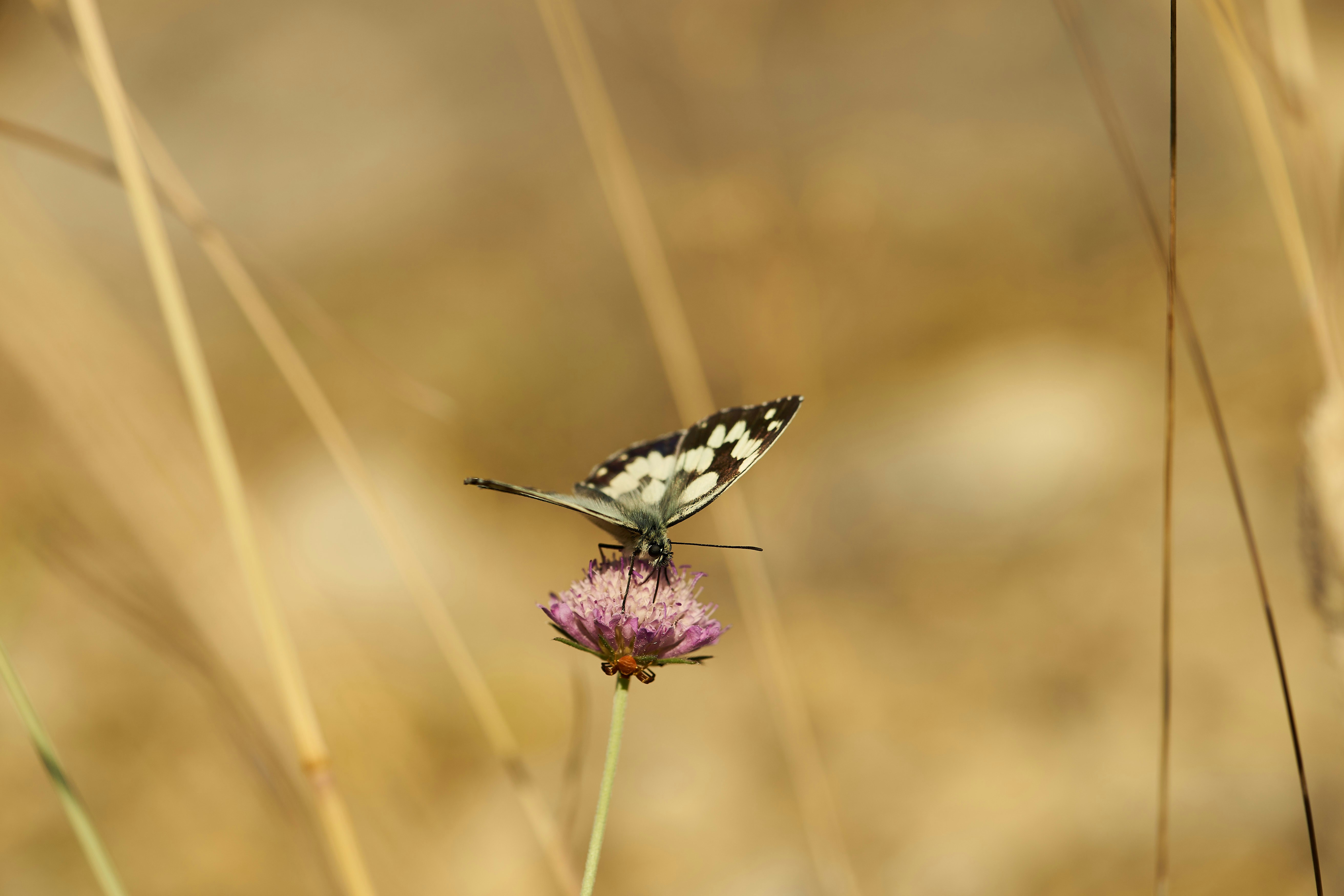 Photo by wolfgang_hasselmann