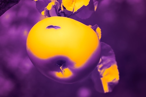 A large apple is prominently displayed with a surreal color scheme. The apple is rendered in bright yellow, contrasting with a deep purple background. There are leaves around the apple also in the contrasting palette, adding an abstract and striking visual effect.