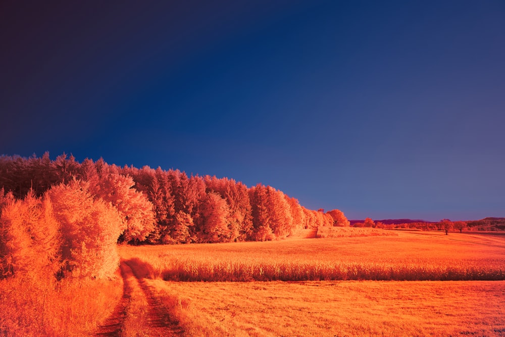 a field with trees in the background and a blue sky