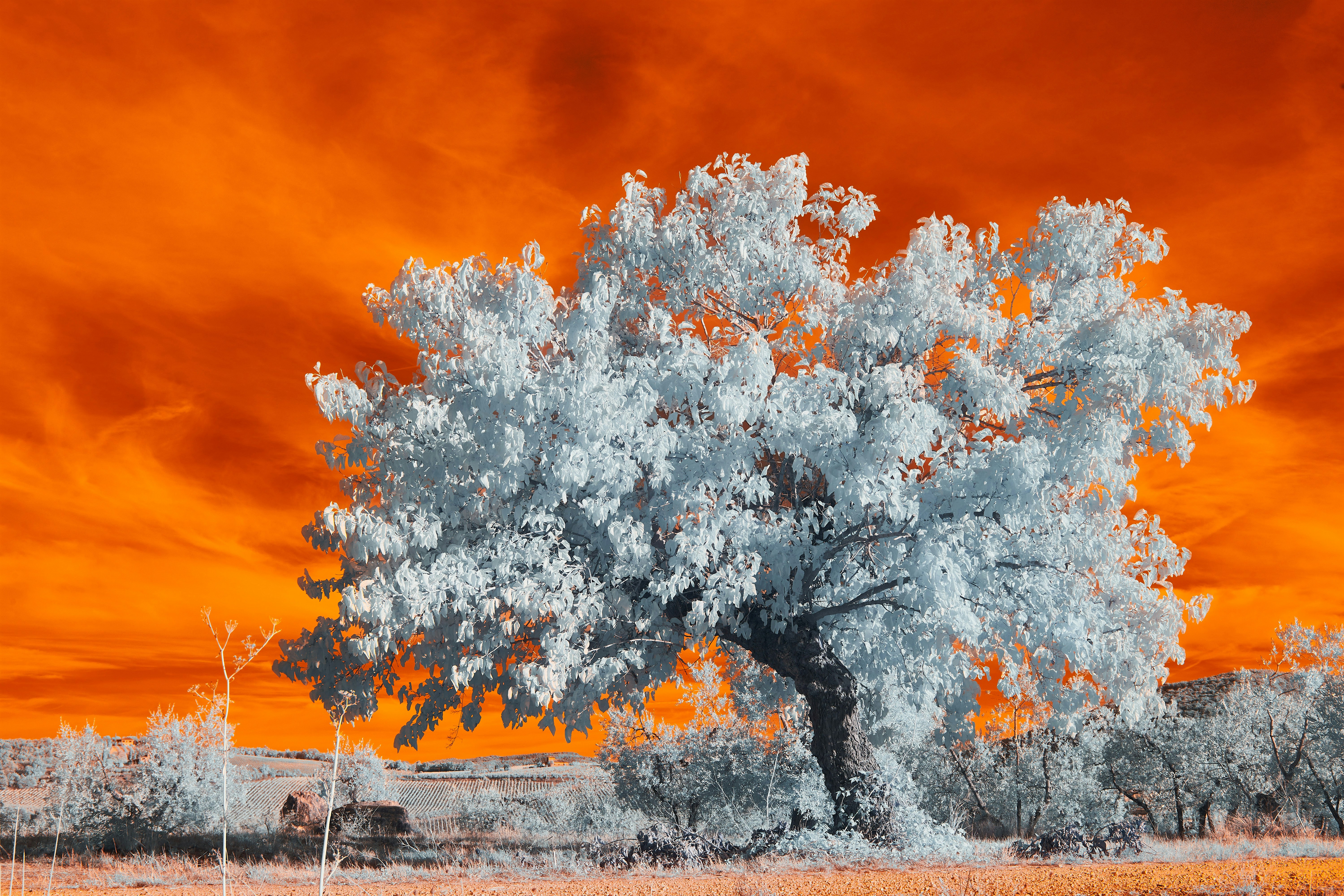 Photo by wolfgang_hasselmann