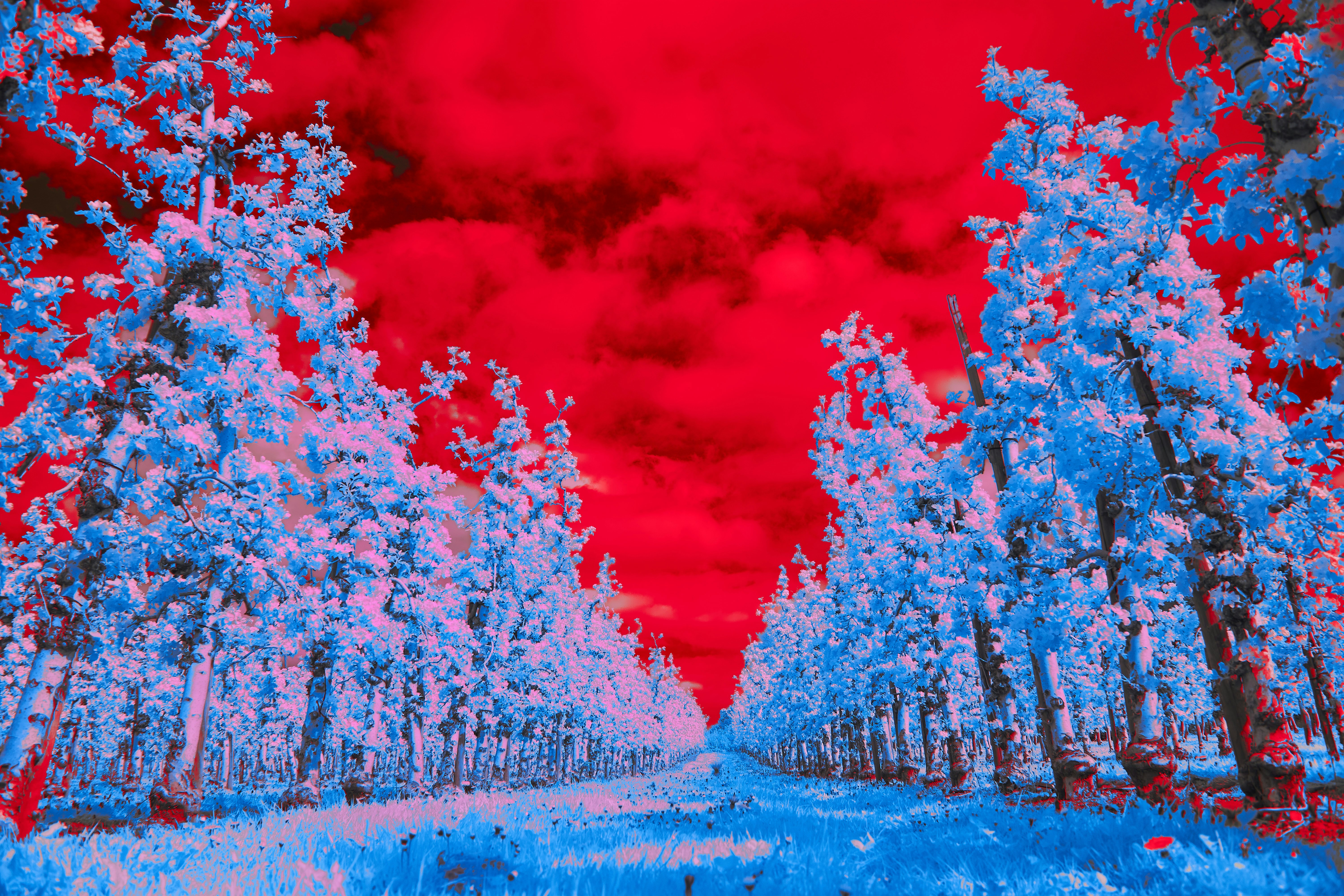 Photo by wolfgang_hasselmann